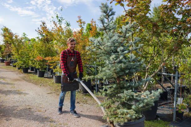 How Our Tree Care Process Works  in Rosemont, IL